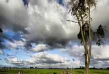 记者:莫兰特的不满或是灰熊解雇詹金斯的主要原因.